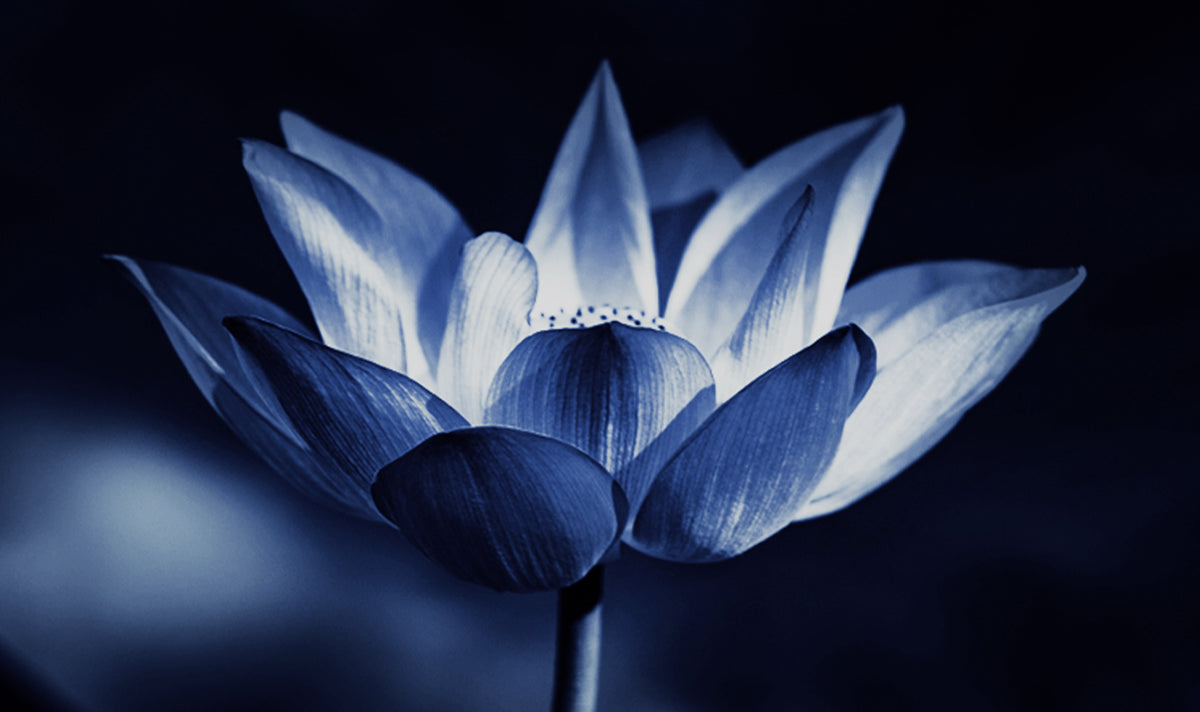 Experience the magic of the Lotus Effect with Vrija